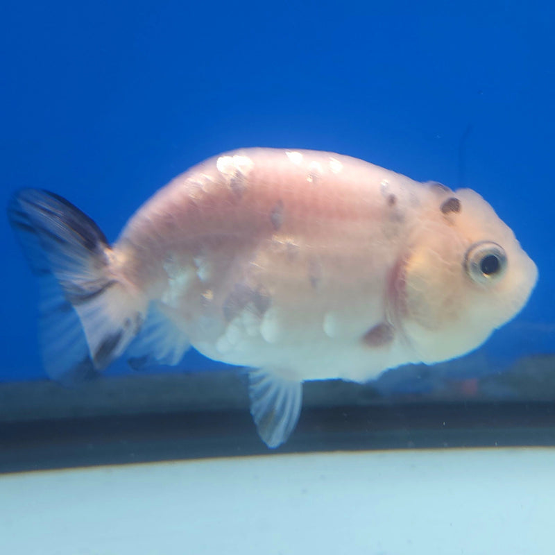 Thai Ranchu White Tiger 2.5in Female (FEB-345)R3A14