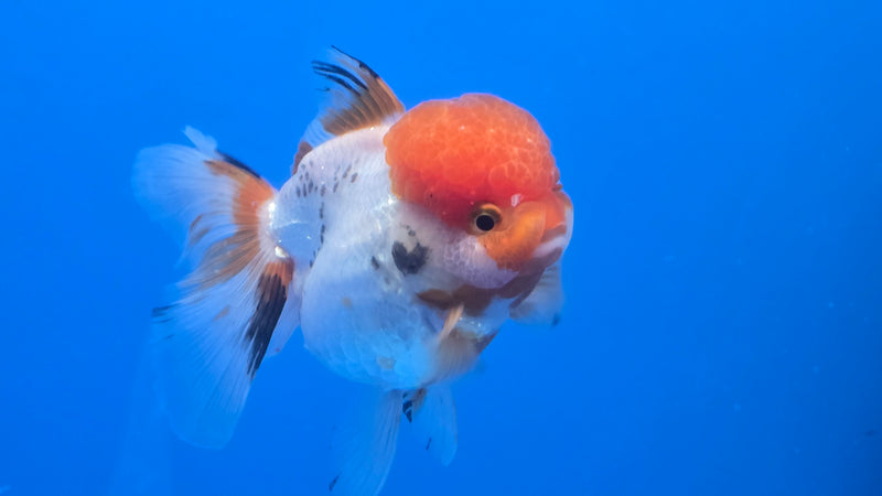 Thai Red Cap Oranda 3.00 inch Body Female Small Breed (NNN-3023)R1A09