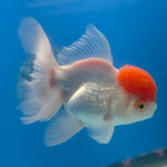Thai Oranda Red & White 3.5” Female(FEB-712)R1A07