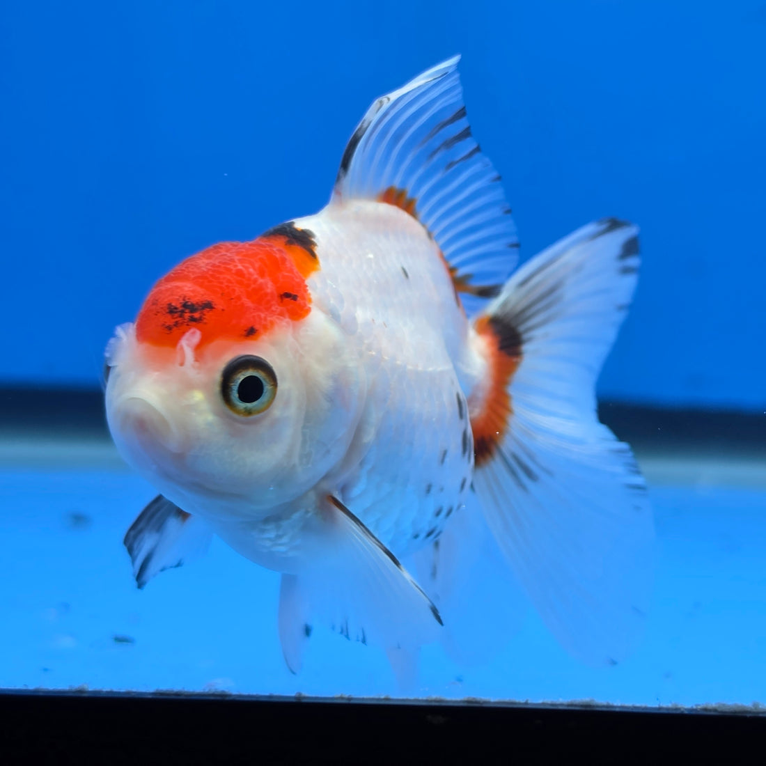 Thai Oranda Red Cap Tri Color 2.50" Body Female (FEB-745)R2B01
