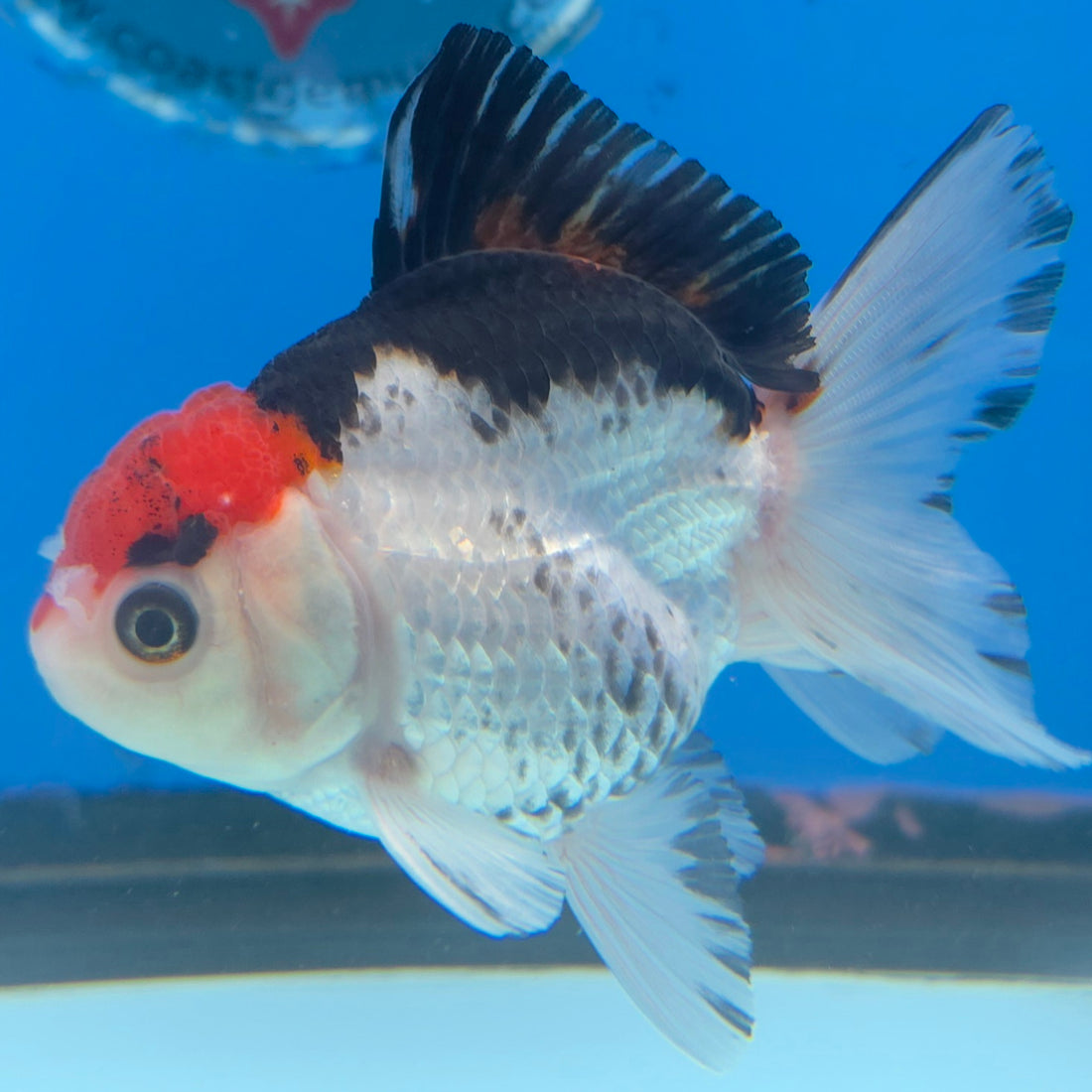 Thai Oranda Tri-Color 3.5” Male(FEB-637)R3B15