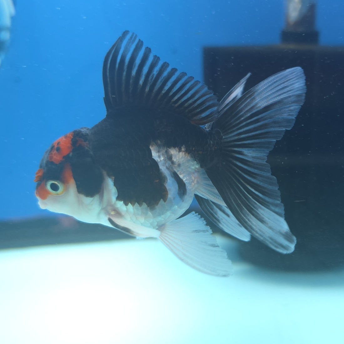 Thai Oranda Red Cap Panda 2.5” Female(FEB-662)R3B04