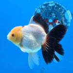 Thai Oranda Panda 3.5 in Body Female (FEB-518)R3A08
