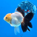 Thai Oranda Panda 3.5 in Body Female (FEB-518)R3A08