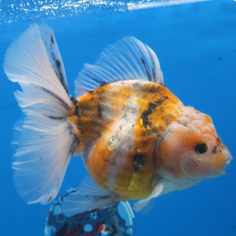 Thai Jumbo Red Tiger Orchid Tail Oranda by NK THAILAND 5.00 inch Body (NKT-FEB-367)