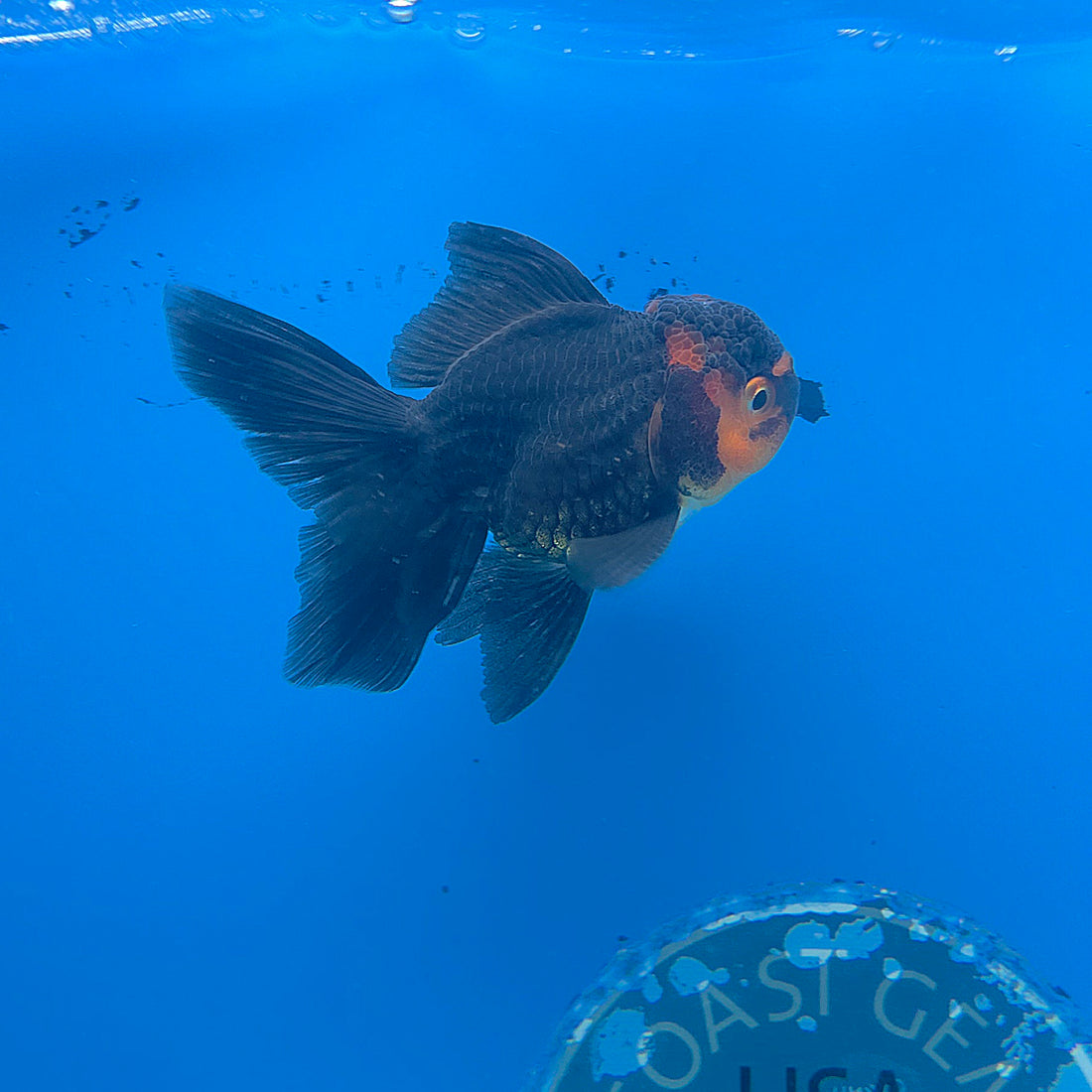 Thai Oranda Apache 2.5” Male(FEB-677)R3B01
