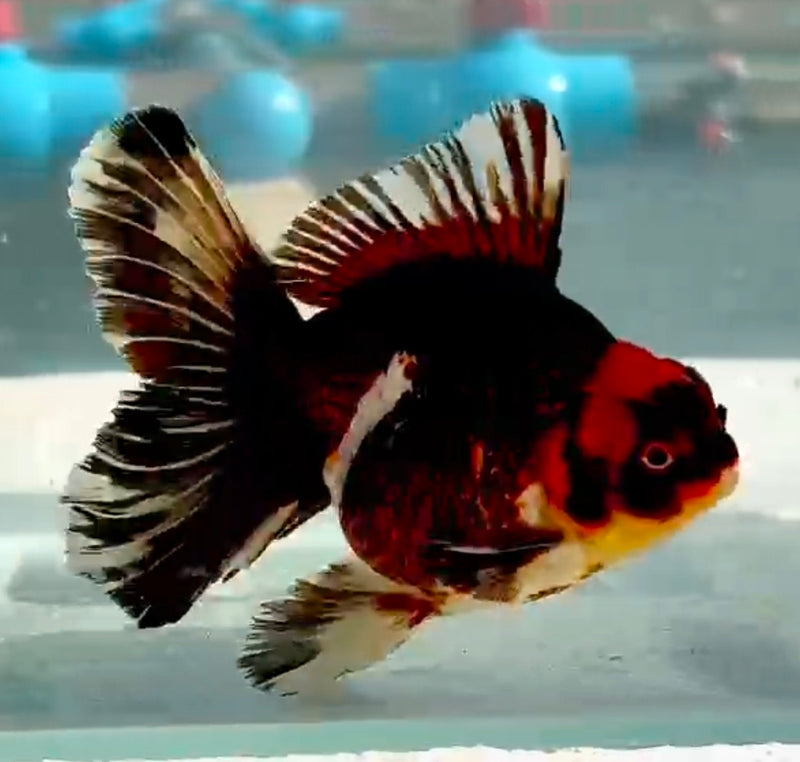Thai Jumbo Black Tri-Color Oranda Yuanbao 4.00 inch Body (QGF-JO1203)Showtank
