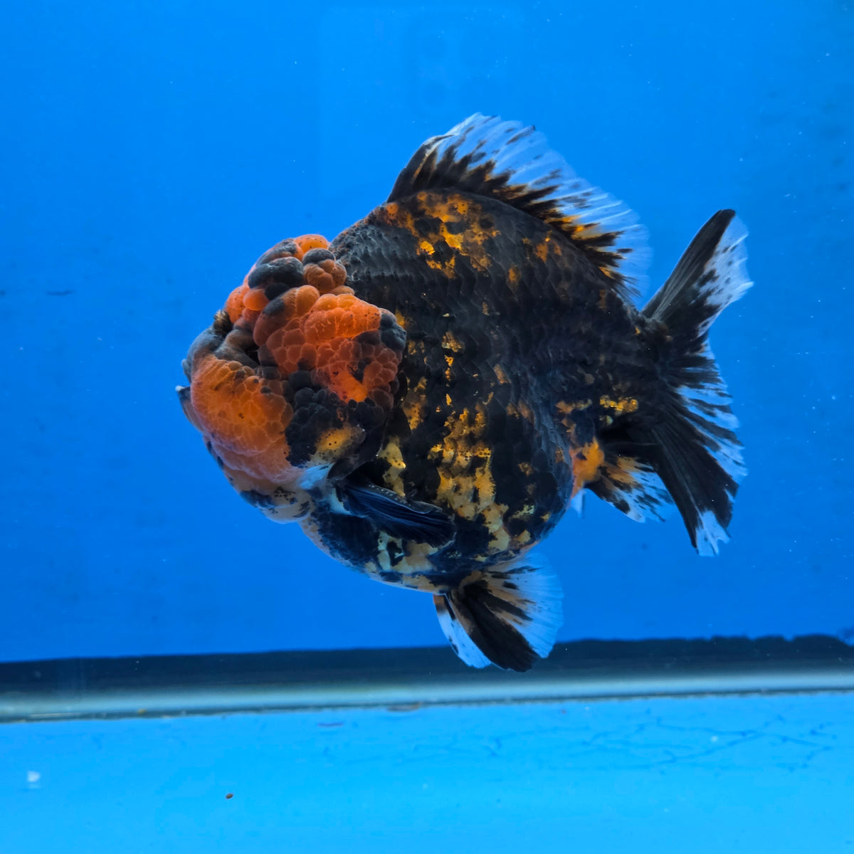 Thai Oranda Black Tiger Godzilla 4” Body Male (G-FEB-102)BlueTubB