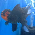 Thai Oranda Apache 3.5” Female(FEB-717)R1B07