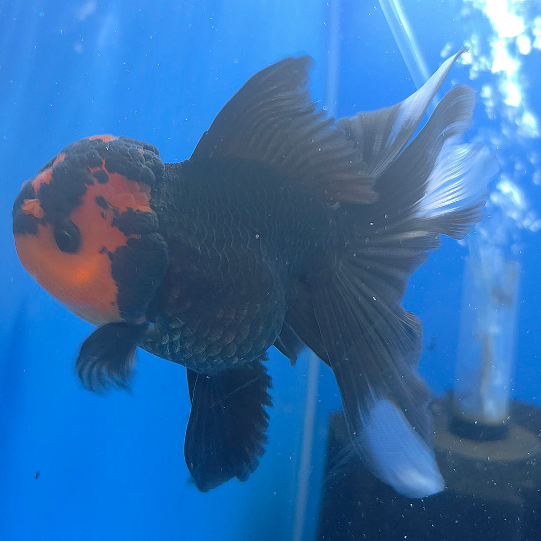 Thai Oranda Apache 3.5” Female(FEB-717)R1B07