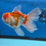 Thai Oranda Lemon Head Red and White 4" Body male 9mths(FEB-576)R2A02