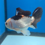 Thai Oranda Tri-Color 2.5” Female(FEB-681)R3B01