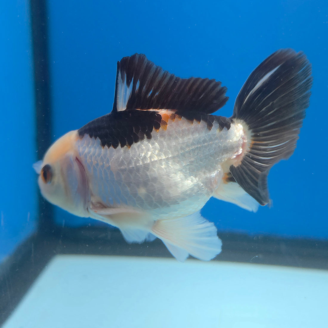 Thai Oranda Tri-Color 2.5” Female(FEB-681)R3B01
