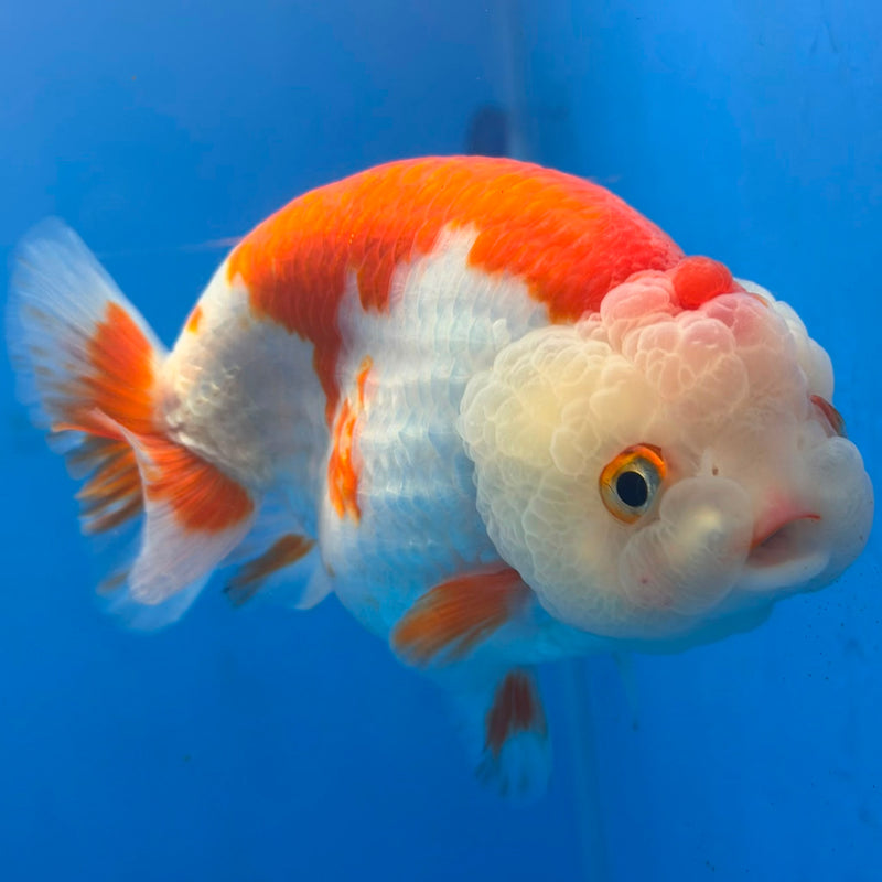 Thai Red & White Ranchu 4” Body Female(FEB-404) BLUETUBD