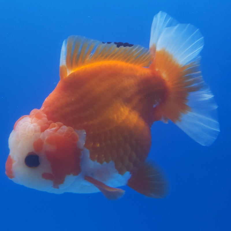 Thai Jumbo Oranda Red & White 5in Female (FEB-235)BLUETUB1