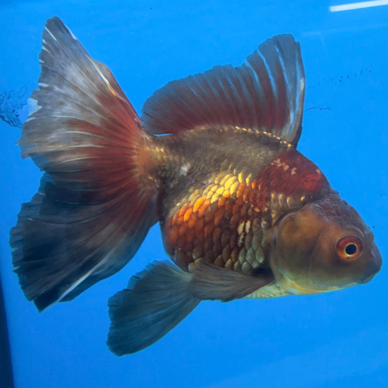 Thai Oranda Copper Silver JUMBO  4.5” Body Female(FEB-381)