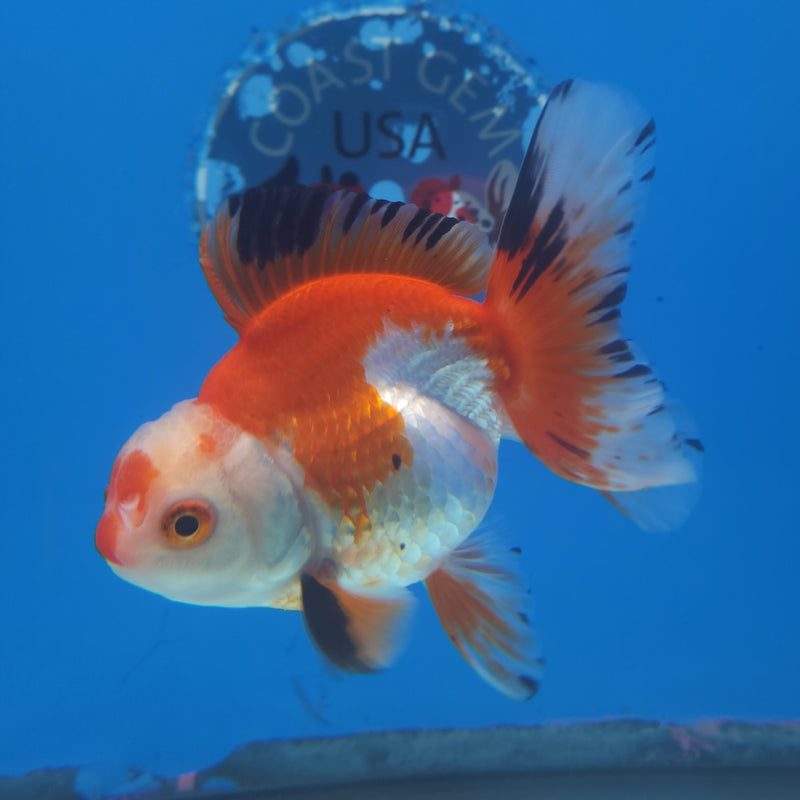 Thai Oranda Tri-Color 3” Female (FEB-256)R3A04