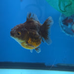 Thai Oranda Bronze Sakura Shogun Farm 2.8" Body Female 6mths(FEB-577)R3B02