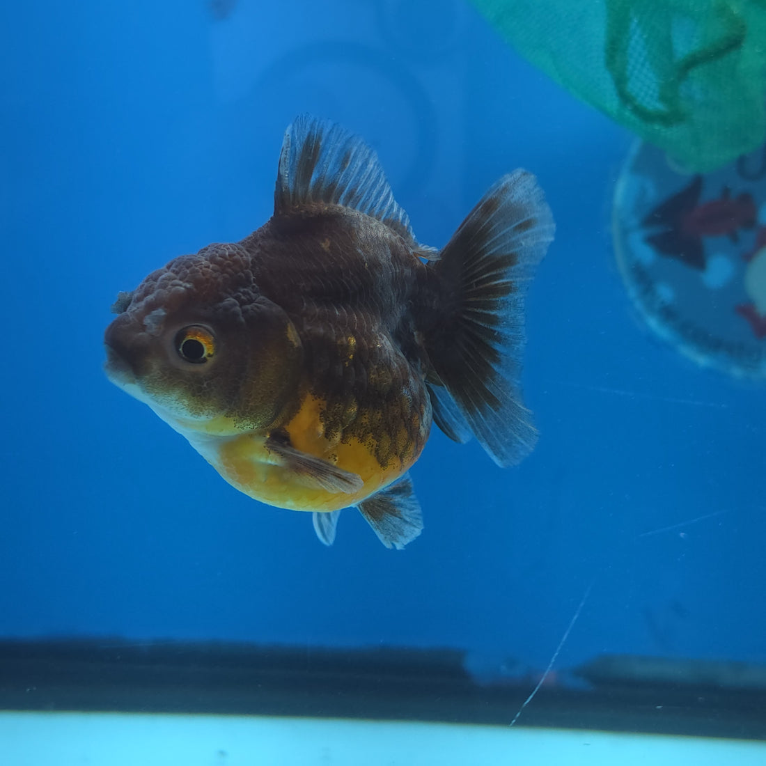 Thai Oranda Bronze Sakura Shogun Farm 2.8" Body Female 6mths(FEB-577)R3B02