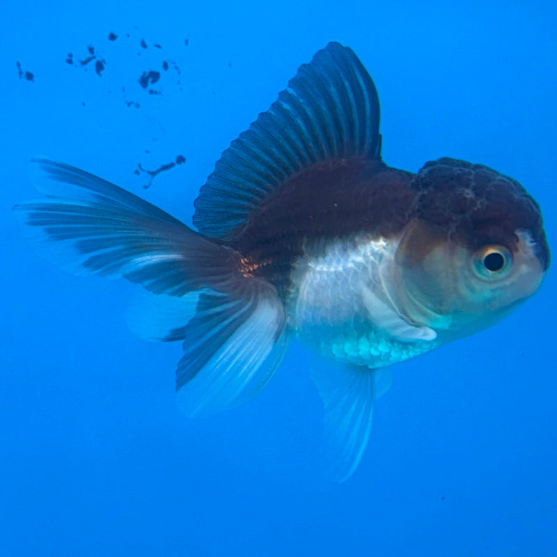Thai Oranda Panda 2in Female (FEB-438)R3B19