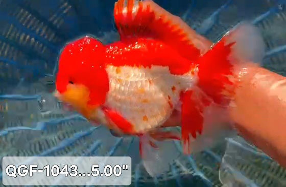 Thai Premium Super Jumbo Red/White Orchid Tail 5.50 inch Body Oranda Male (QGF-JO1043)