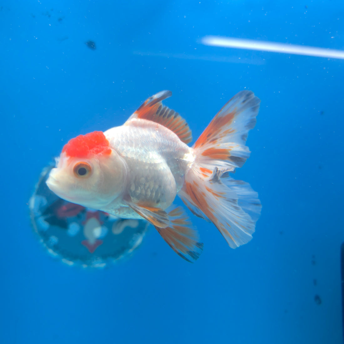Thai Oranda Red Cap White Sakura 2.5” Female(FEB-678)R3B01