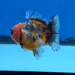 Thai Oranda Calico Shogun Farm 3" Body Female 6mths(FEB-580)R3B02