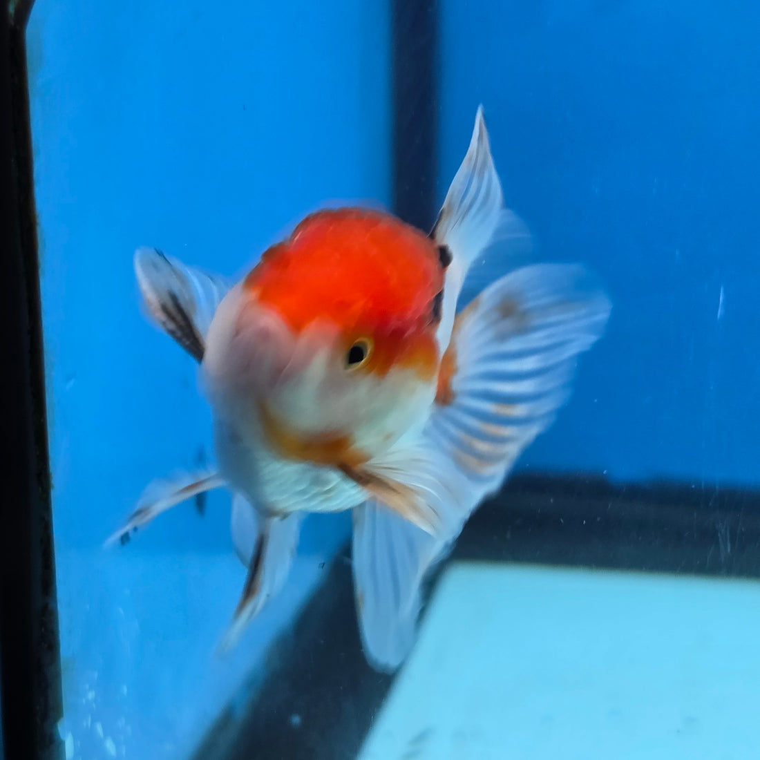 Thai Oranda Red Cap Panda Short body breed 2.5" Body male 6mths(FEB-562)R3B22