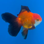 Thai Oranda Jumbo Breed Apache 3.5" Body Female (FEB-606)