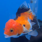 Thai Oranda Apache 2in Female (FEB-548)R3B17