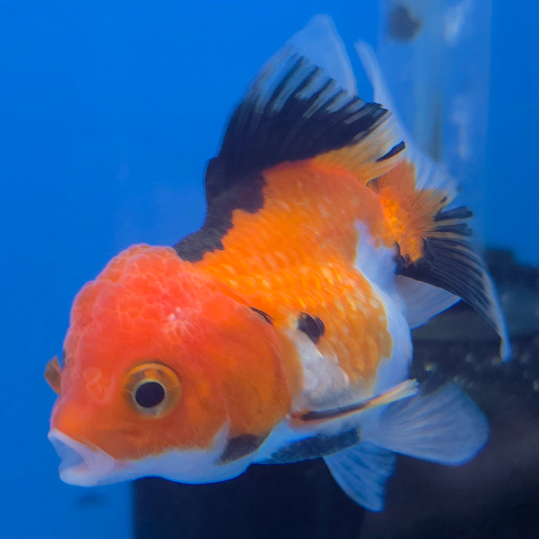 Thai Oranda Apache 2in Female (FEB-548)R3B17