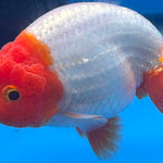 Thai Red & White Ranchu 3.5” Body Female(FEB-409) BLUETUBD