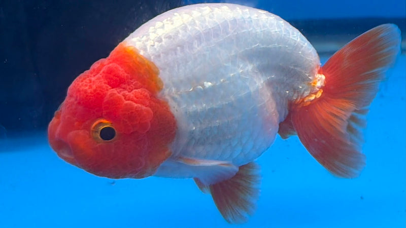 Thai Red & White Ranchu 3.5” Body Female(FEB-409) BLUETUBD