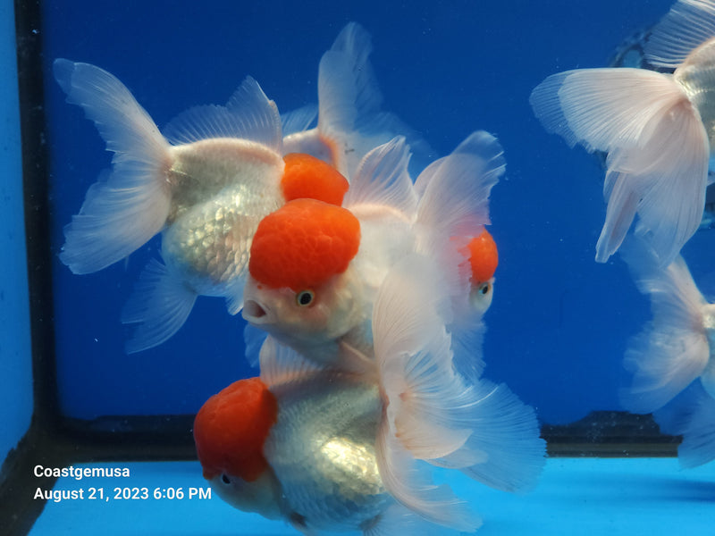 Live Fancy Goldfish Premium Select Our Choice Thai Red Cap Stocky Body Oranda 3.5'' inch Body Large (CGF)