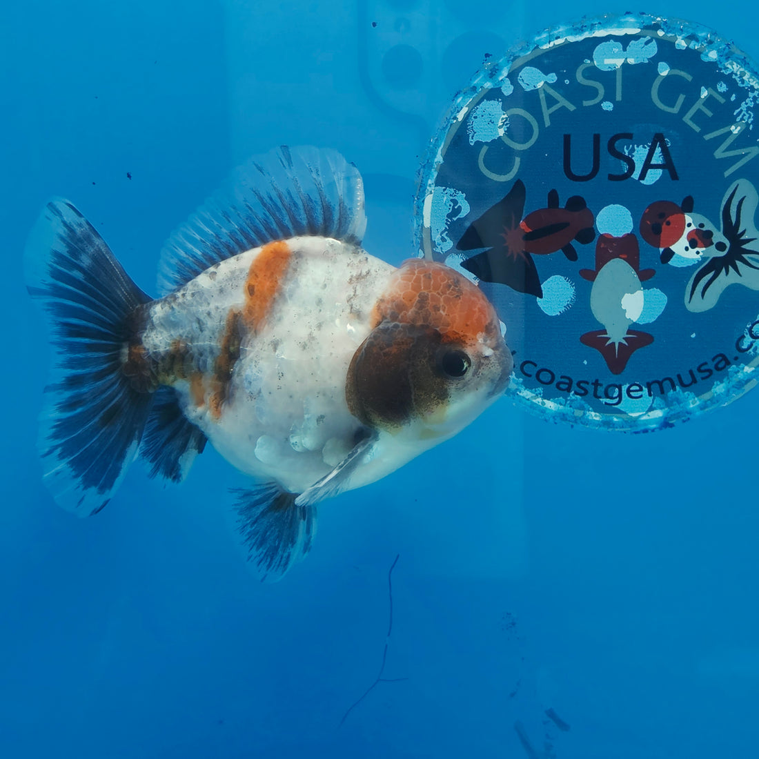 Thai Oranda Blue Calico Shogun Farm 3.5" Body Female 8mths(FEB-557)R3A02