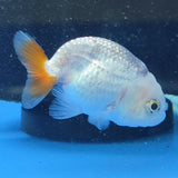 Thai Ranchu Red and White 2.00" Body Female (FEB-866)R2B02