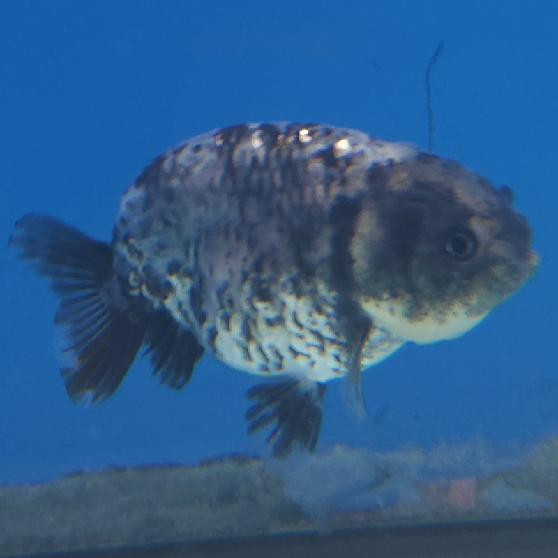 Thai Ranchu Granite 2in Female (FEB-338)R3A14