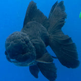 Thai Oranda Super Black 3.5" Body Male (FEB-853)R2A06