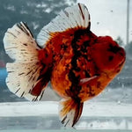 Thai Jumbo Red Tiger Calico Orchid Tail Oranda 5.00 inch Body (QGF-JO1234)BLUETUBA
