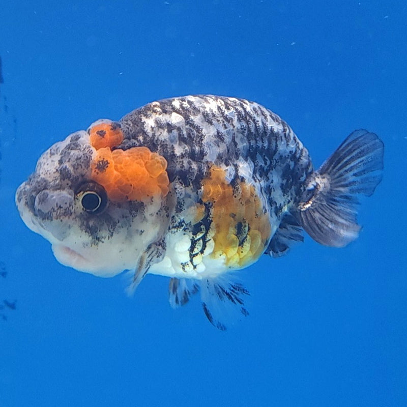Thai Ranchu Granite 2in Female (FEB-334)R3B16
