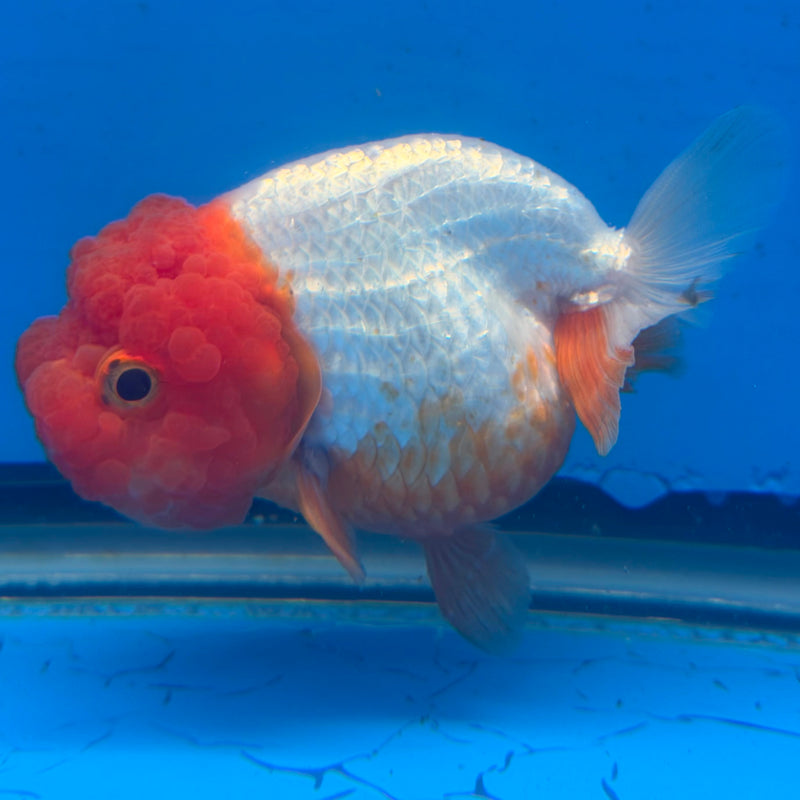 Thai Red & White Ranchu 3.5” Body Female(FEB-406) BLUETUBD