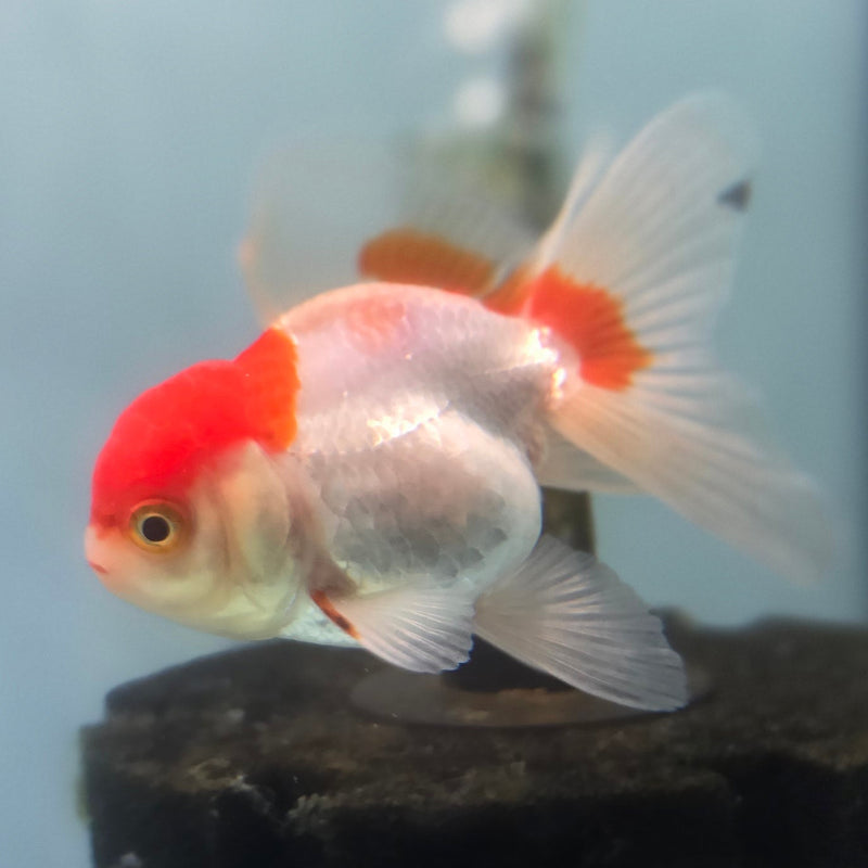 Thai Oranda Red/White 2" Female (CK-083)R3B10