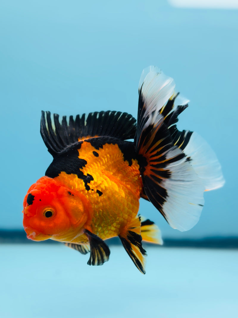 Thai Apache Orchid Tail Oranda 3.50 inch Body Male (KP-216)R1A05