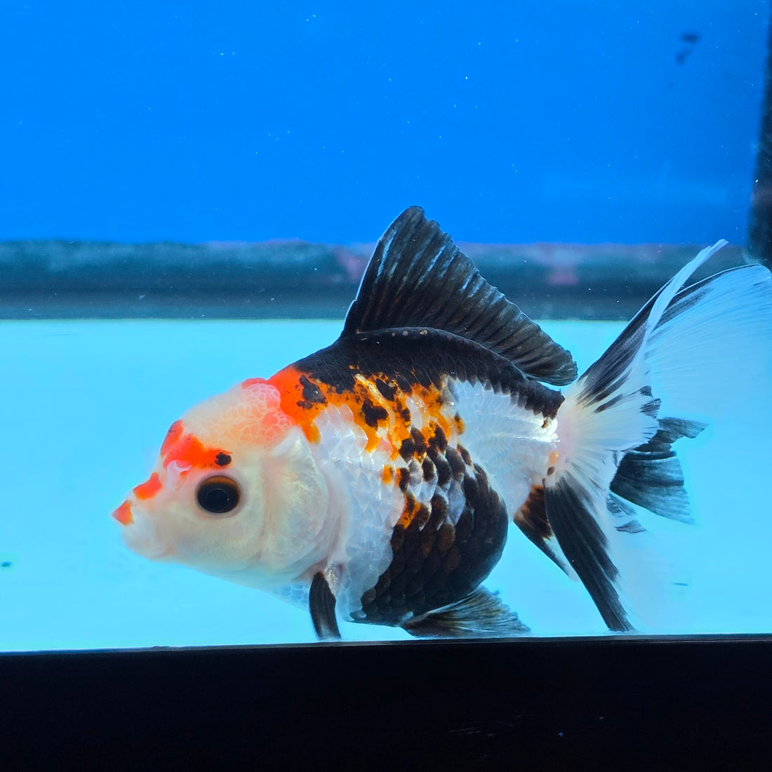 Thai Oranda Tri Color 3 in Body Male (FEB-523)R3A07