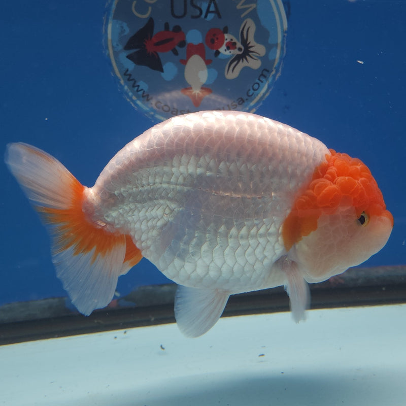 Thai Ranchu Red & White 4in Female (FEB-336)SHOWTANK2