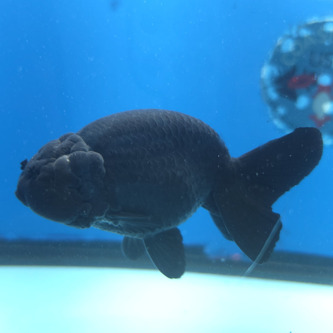 Thai Ranchu Super Black 3.5” Female(FEB-665)R3B04