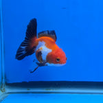 Thai Oranda Tri-Color 2.50" Body Female (FEB-739)R2B01