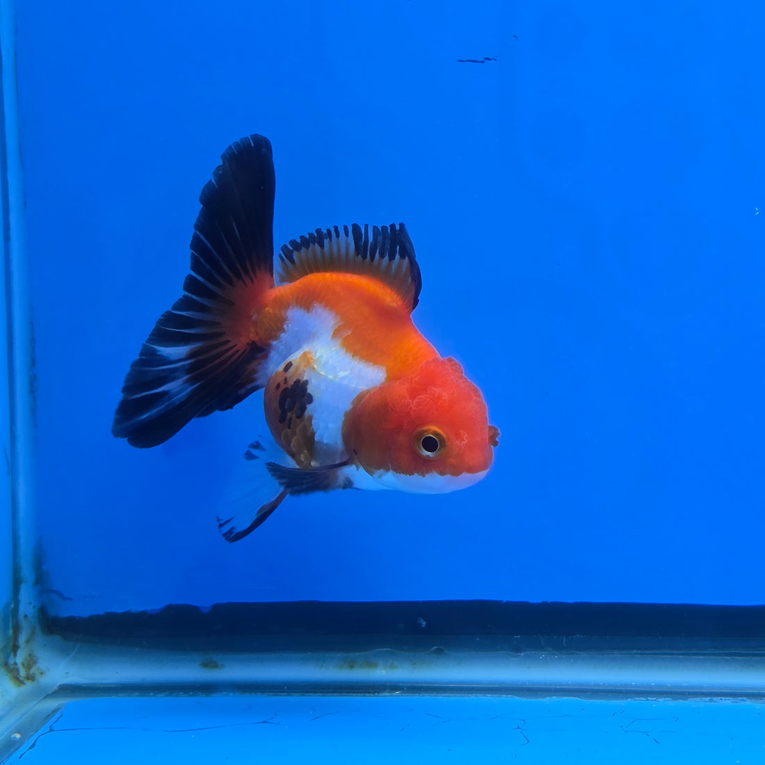 Thai Oranda Tri-Color 2.50" Body Female (FEB-739)R2B01