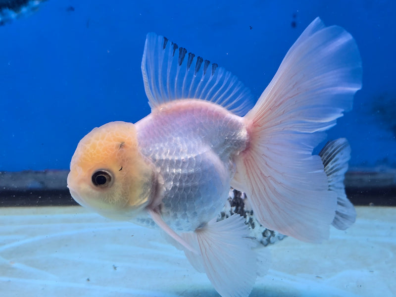 Thai Lemon Head White Oranda Orchid Tail Medium Breed 3.00 inch Body Female (NNN-2066)R1A05