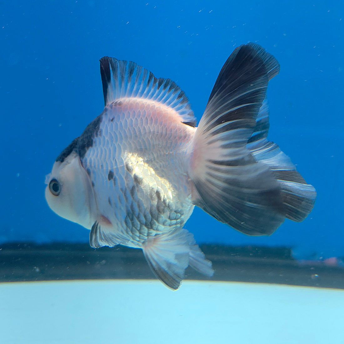 Thai Oranda Panda 3in Female (FEB-685)R3A06